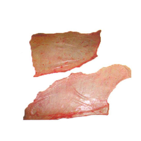 Diaphragm Membrane