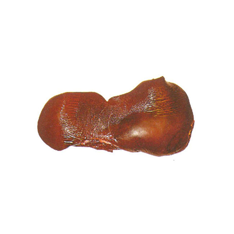 Liver