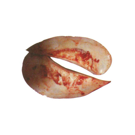 Moon Bone