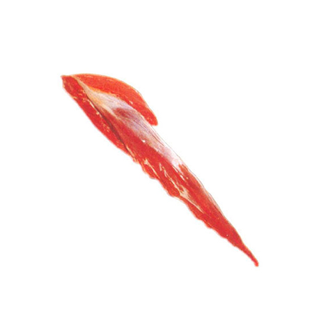 Tenderloin