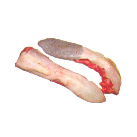 Tongue